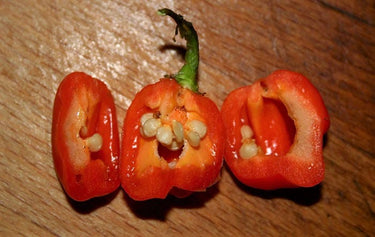 40 Orange SCOTCH BONNET PEPPER very hot Jamaican Capsicum Annuum Vegetable Seeds